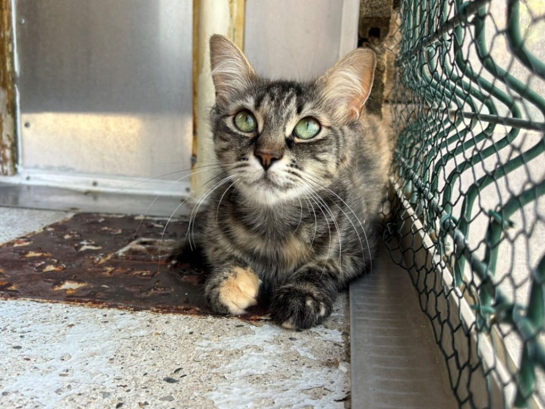 Giu - Chat Européen à adopter - photo 4