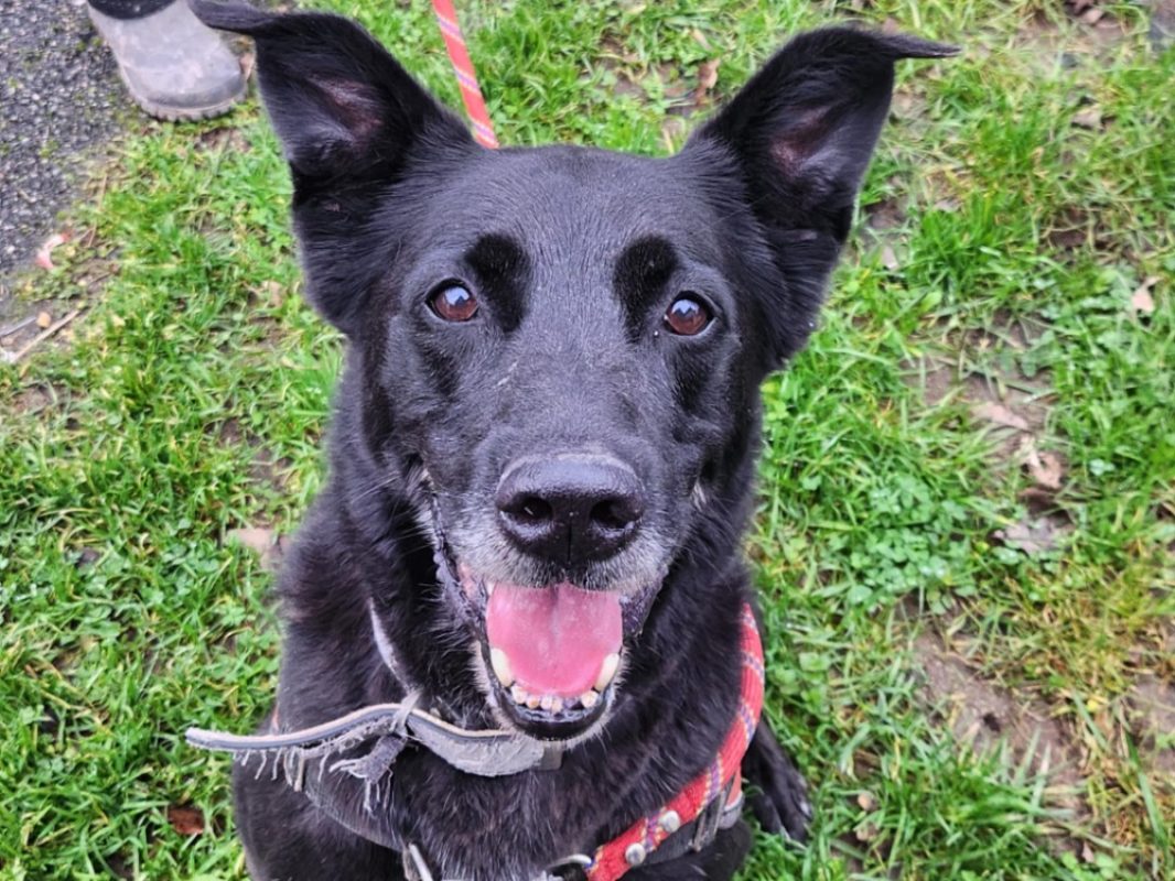 Svart dit charly - Chien Berger à adopter
