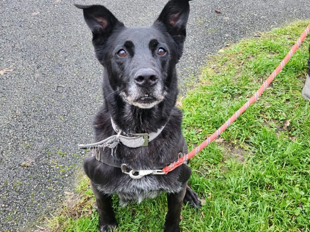 Svart dit charly - Chien Berger à adopter - photo 2
