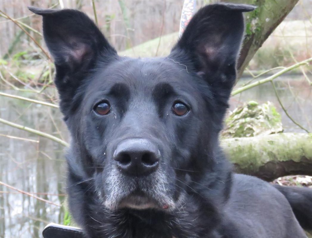 Svart dit charly - Chien Berger à adopter - photo 3