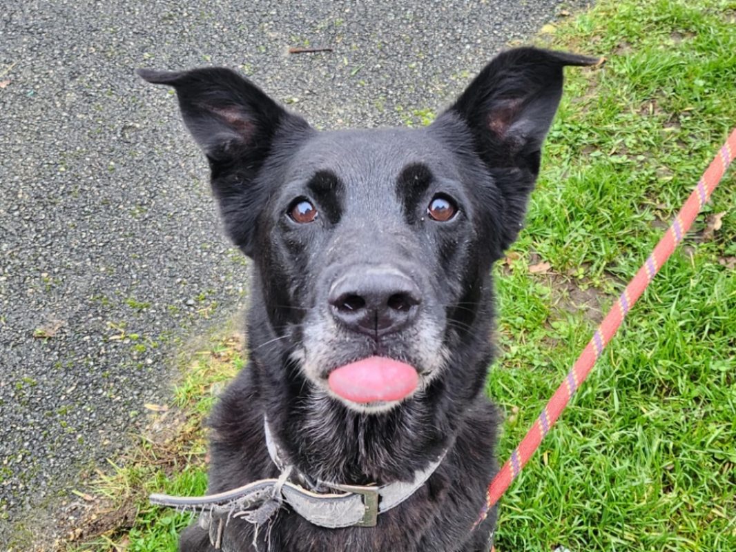 Svart dit charly - Chien Berger à adopter - photo 5