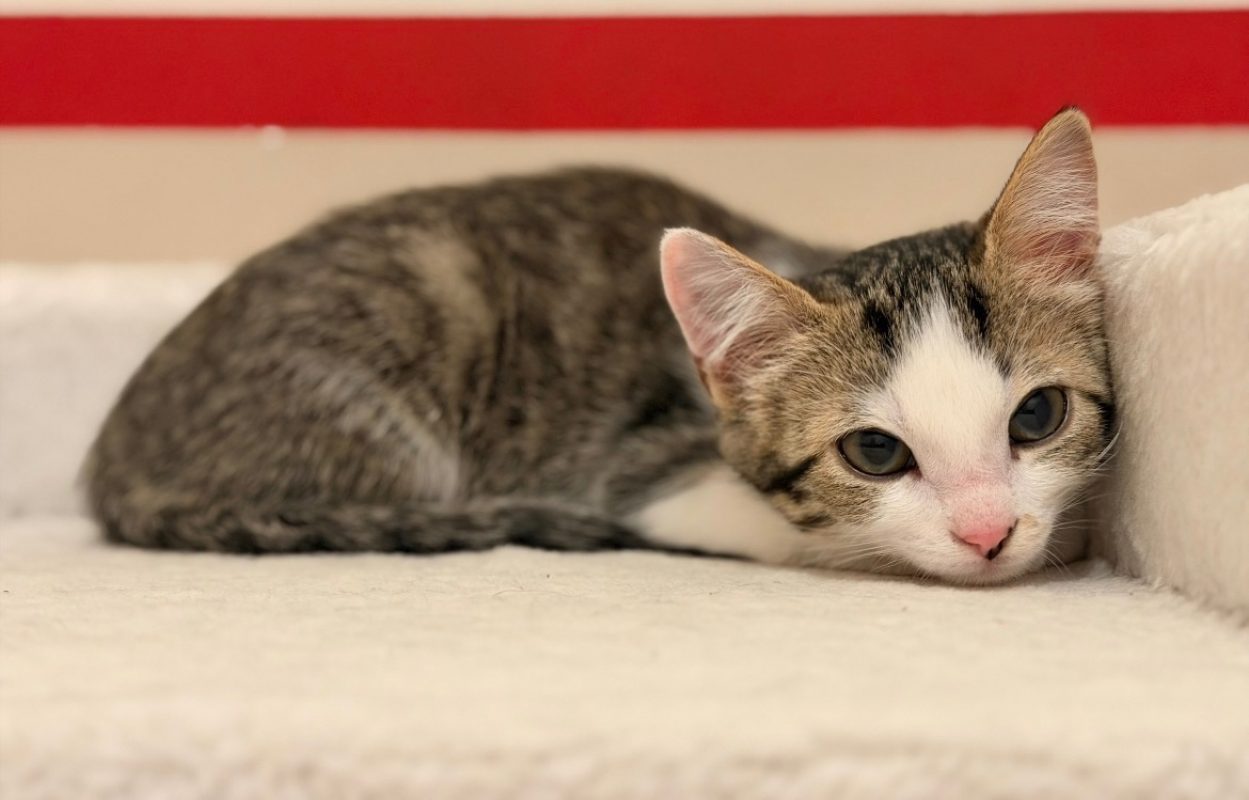 Kira - Chat Européen à adopter
