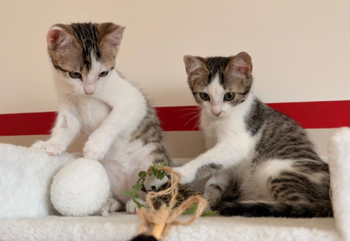 Kira - Chat Européen à adopter - photo 2