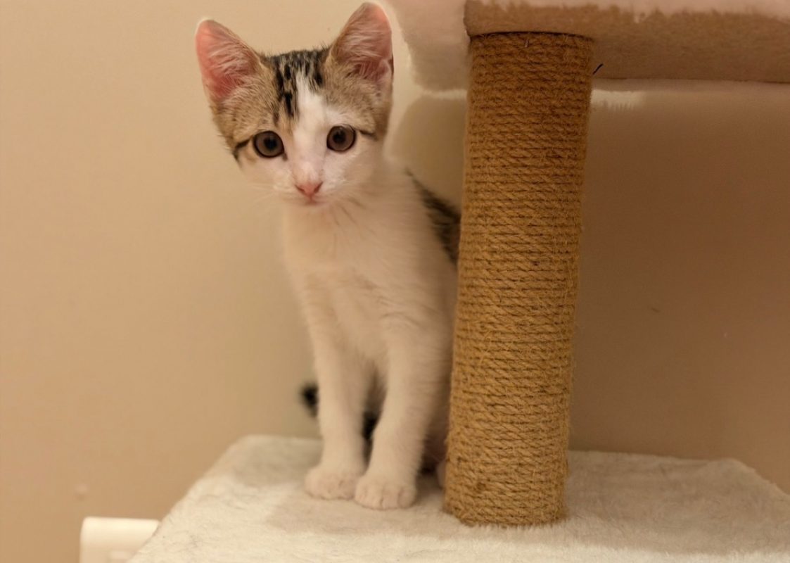 Lyra - Chat Européen à adopter