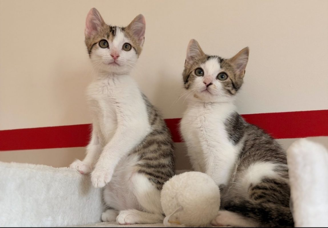 Lyra - Chat Européen à adopter - photo 2