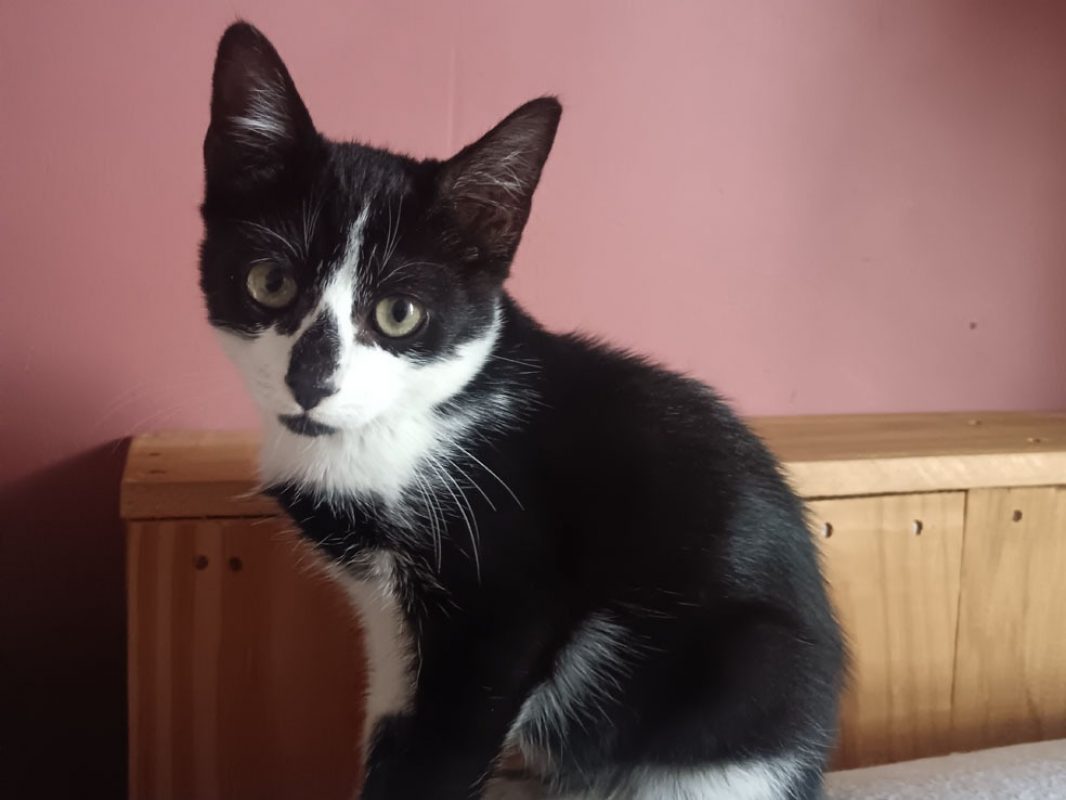 Catsauzon - Chat Européen à adopter