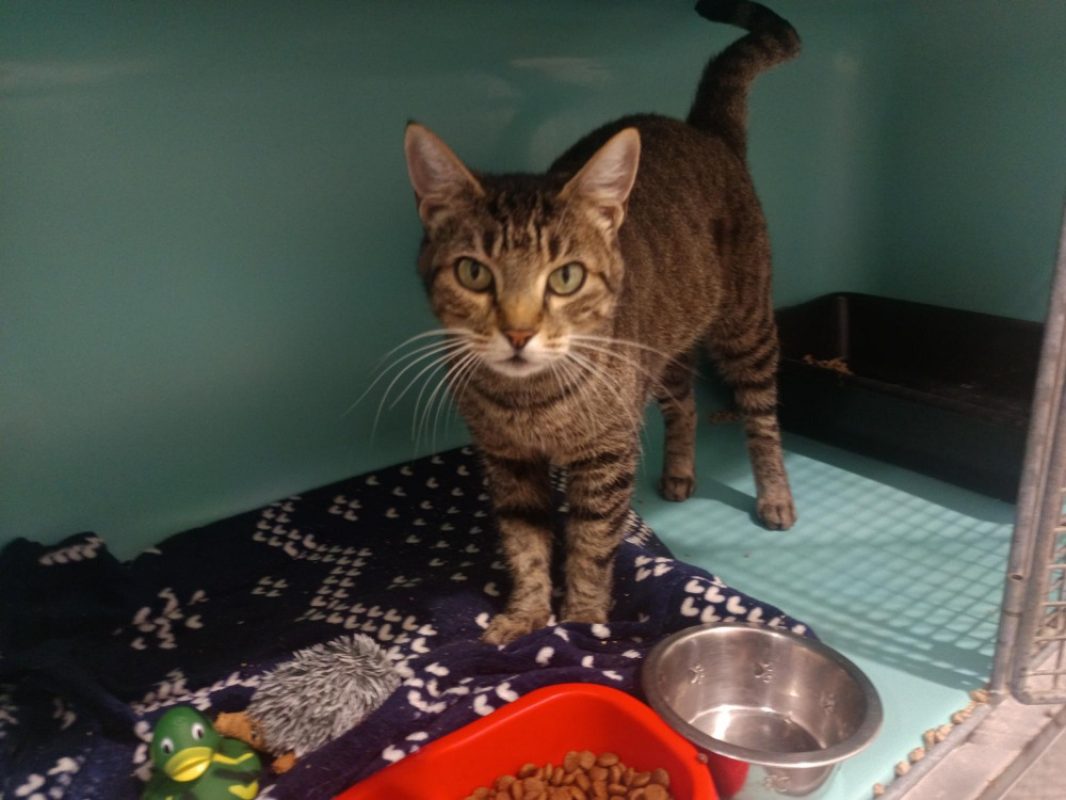 Morfin - Chat Européen à adopter
