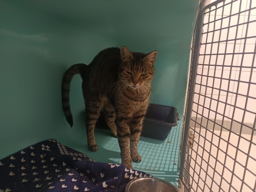 Morfin - Chat Européen à adopter - photo 2