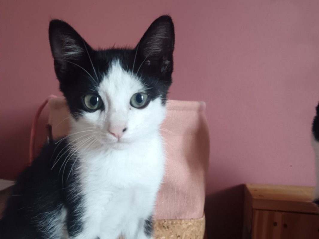 Cousteau - Chat Européen à adopter