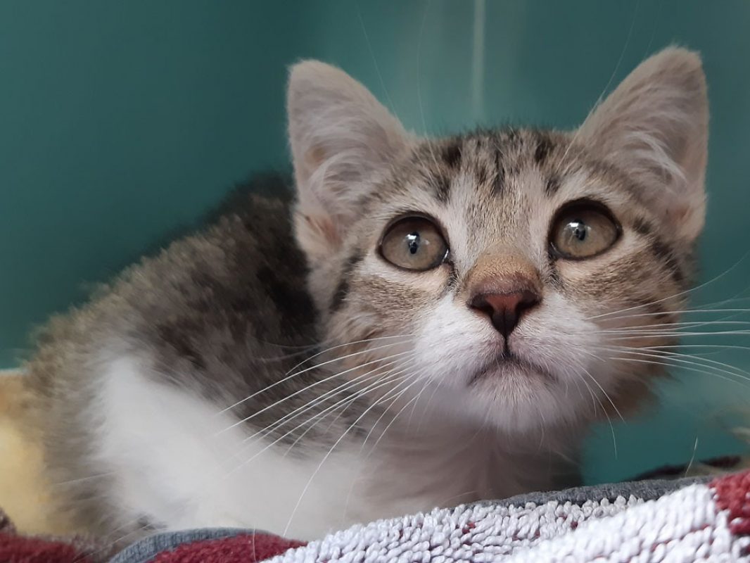 Bou - Chat Européen à adopter