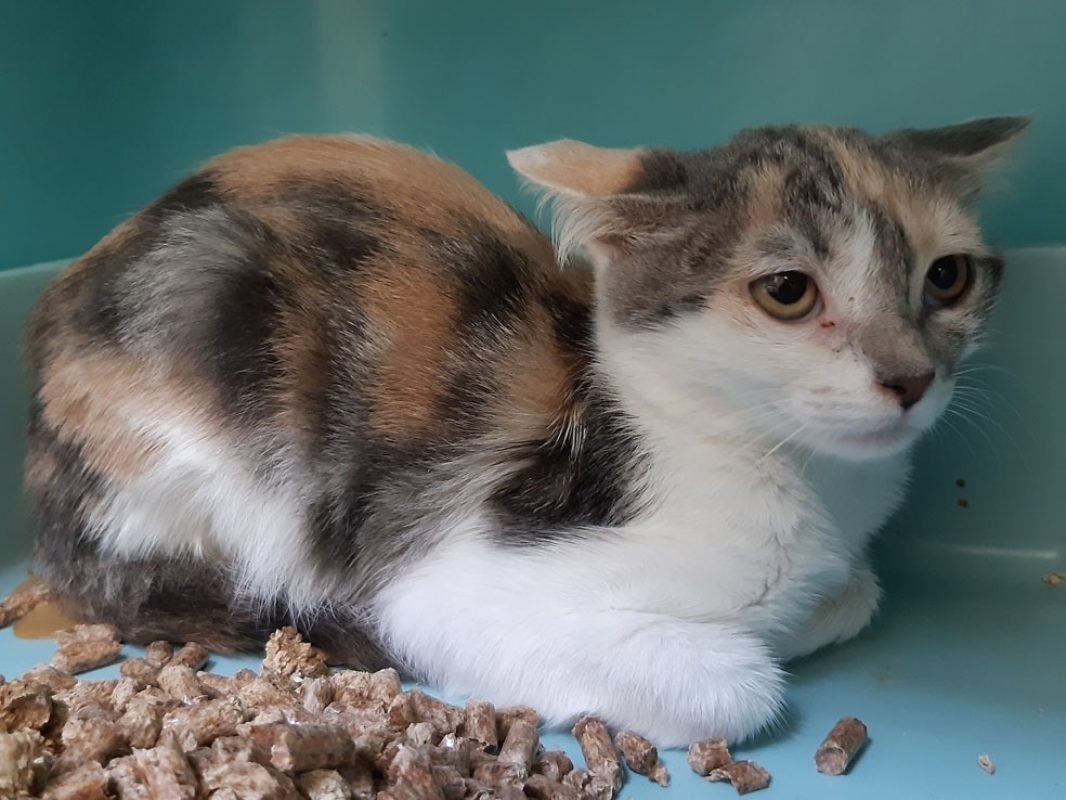 Diva - Chat Européen à adopter