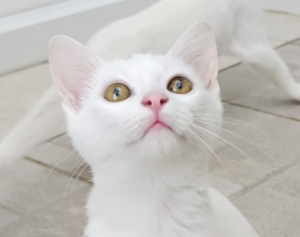 Salem - Chat à adopter