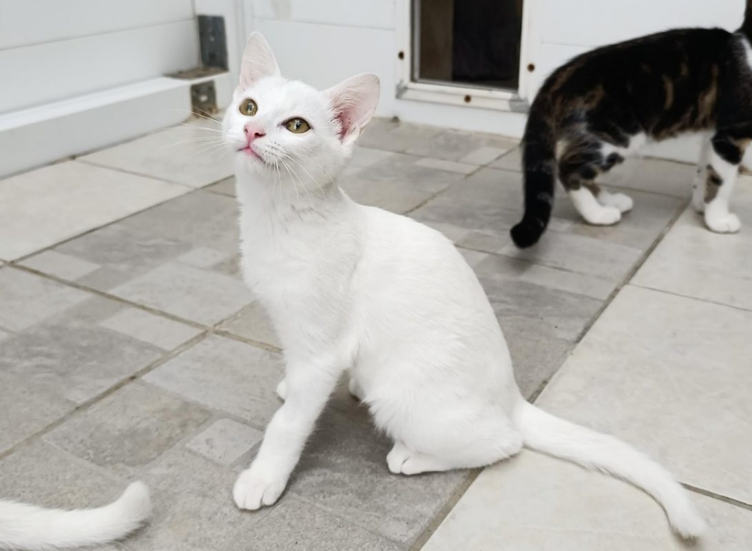 Salem - Chat à adopter - photo 2