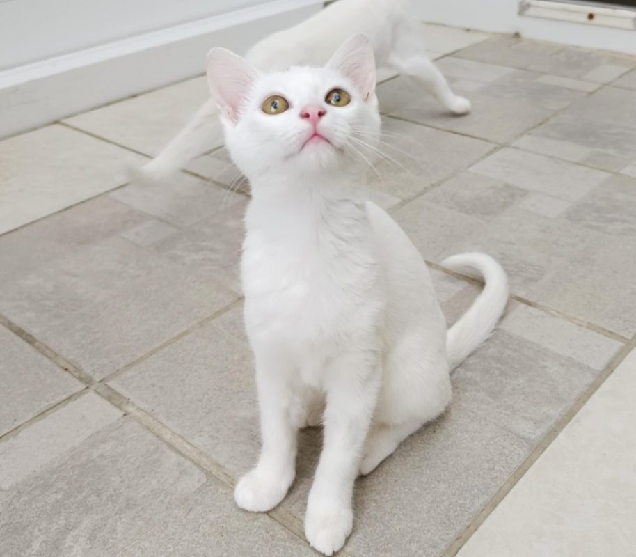 Salem - Chat à adopter - photo 3