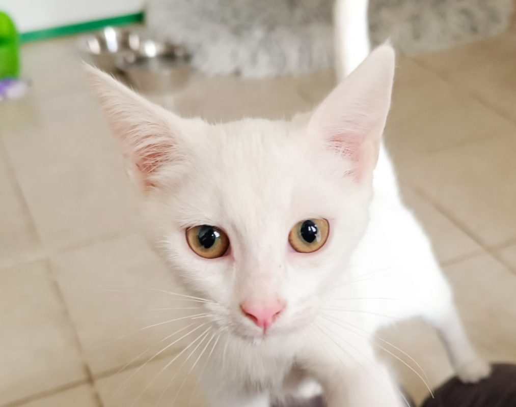 Lys - Chat à adopter