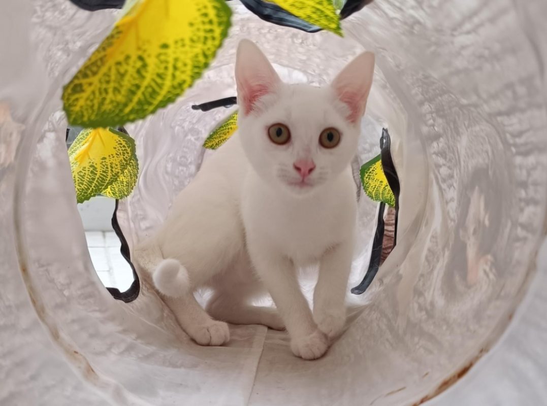 Lys - Chat à adopter - photo 2