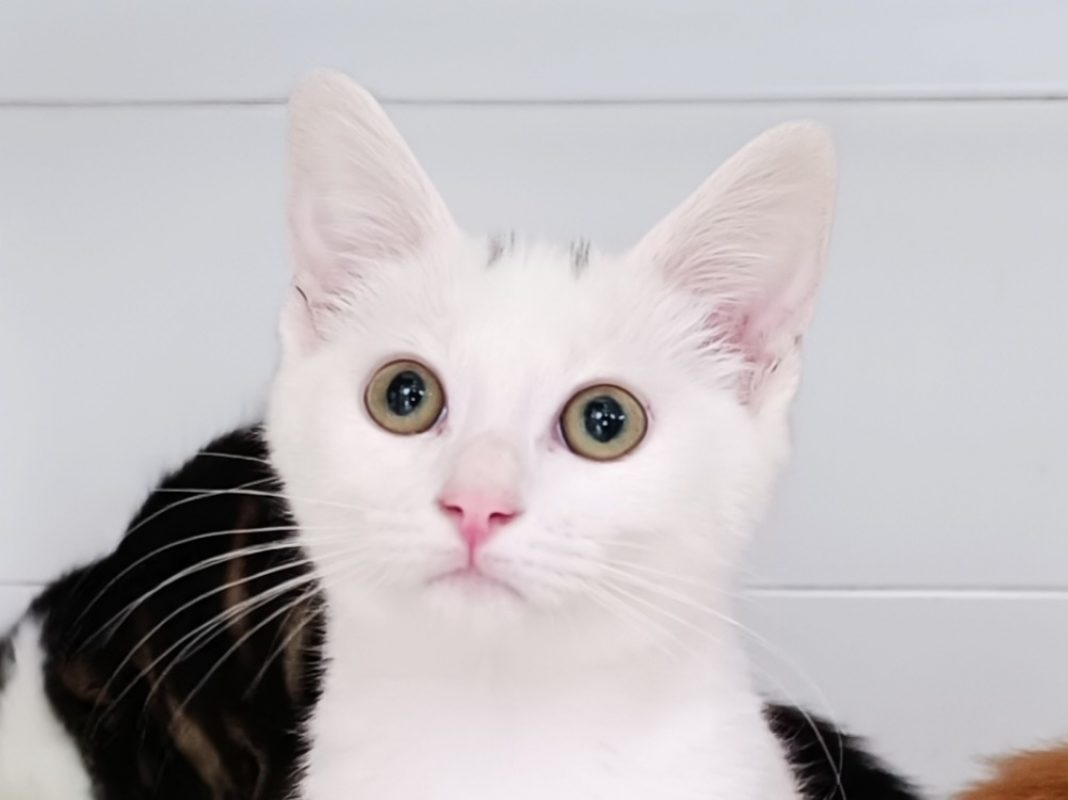 Cotton - Chat à adopter