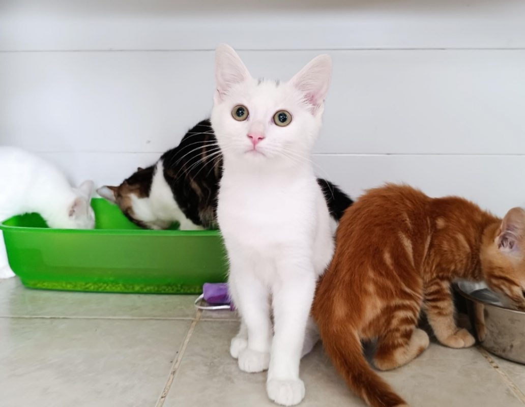 Cotton - Chat à adopter - photo 2