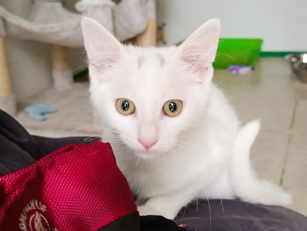 Cotton - Chat à adopter - photo 3