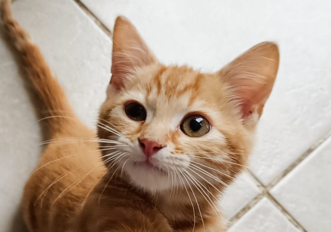 Ron - Chat à adopter