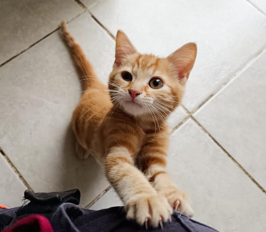 Ron - Chat à adopter - photo 2