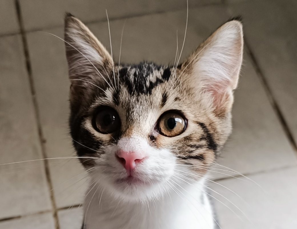 Optimus - Chat à adopter