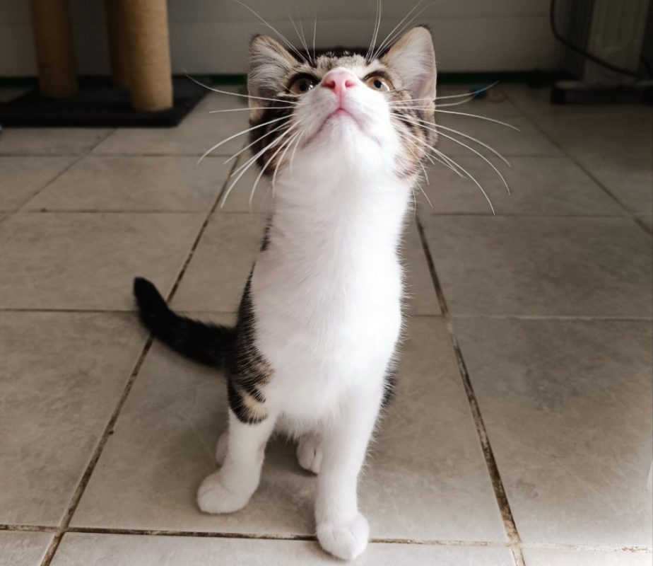 Optimus - Chat à adopter - photo 2