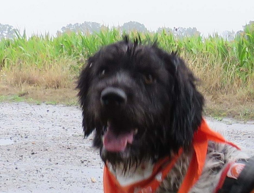 Silver - Chien Briquet Griffon Vendéen à adopter