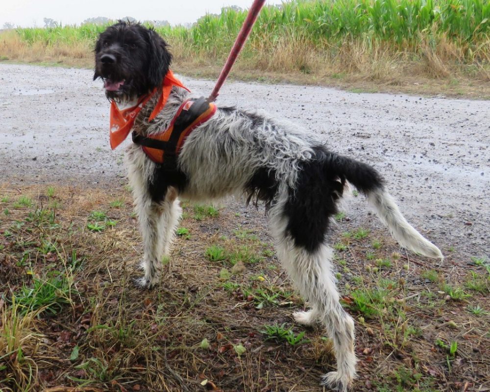 Silver - Chien Briquet Griffon Vendéen à adopter - photo 2