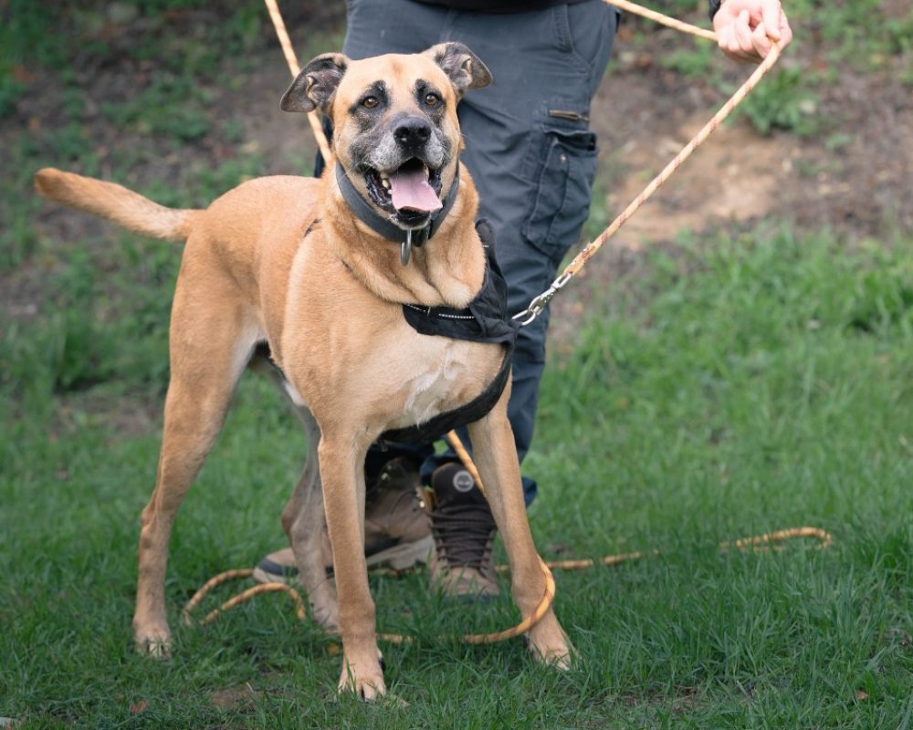 Stick - Chien à adopter