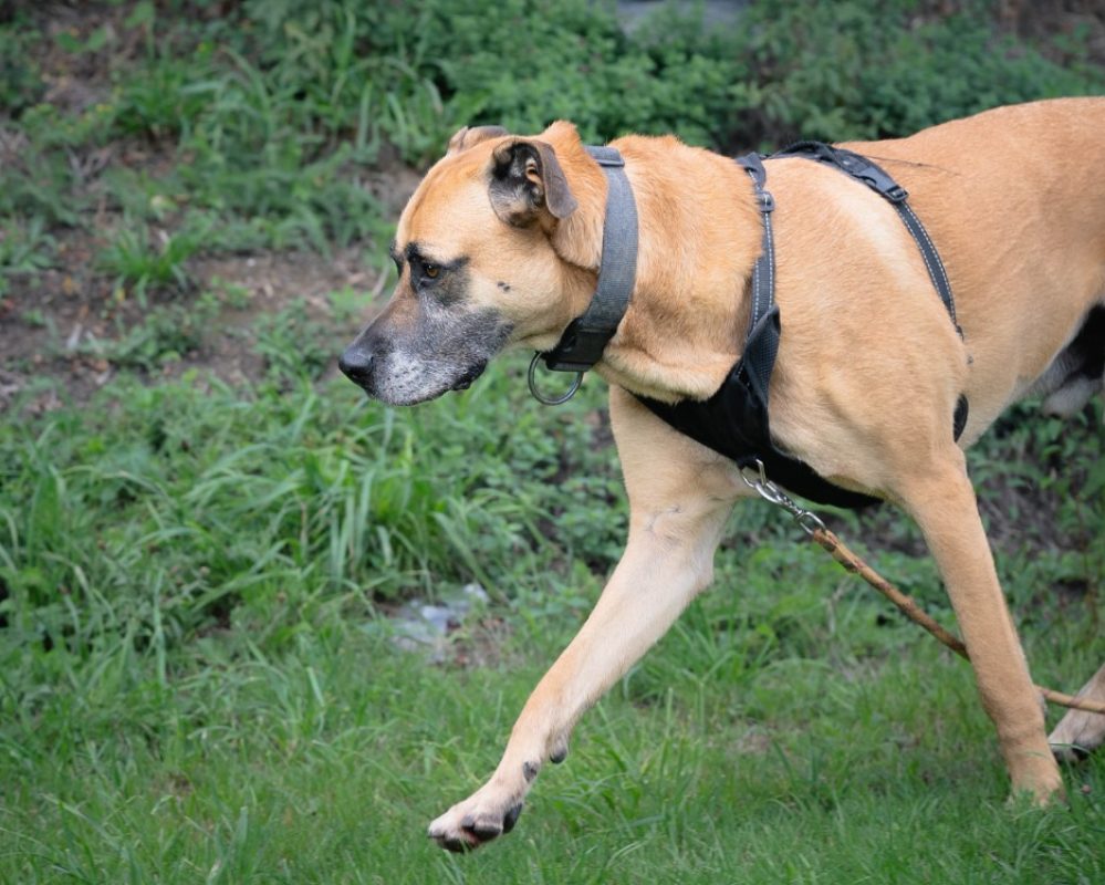 Stick - Chien à adopter - photo 3