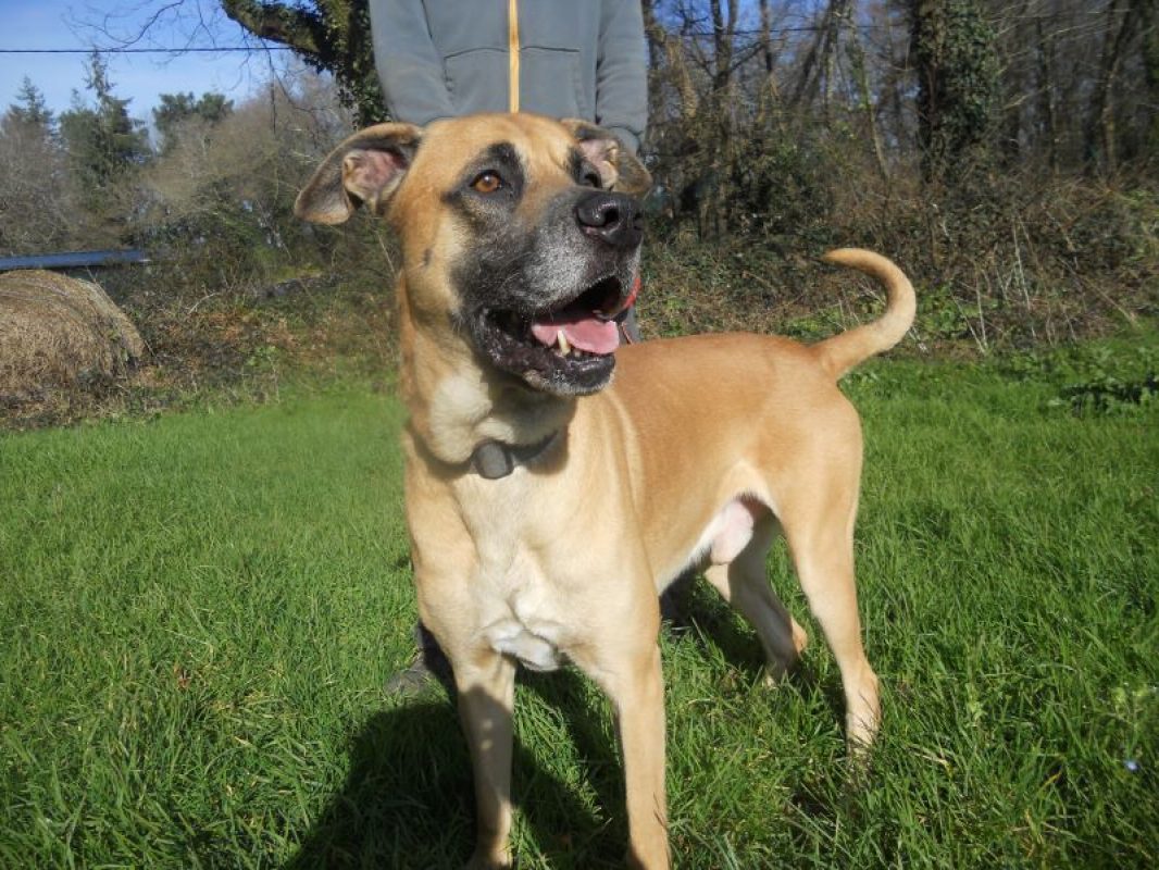 Stick - Chien à adopter - photo 4