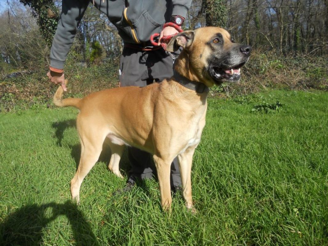Stick - Chien à adopter - photo 5