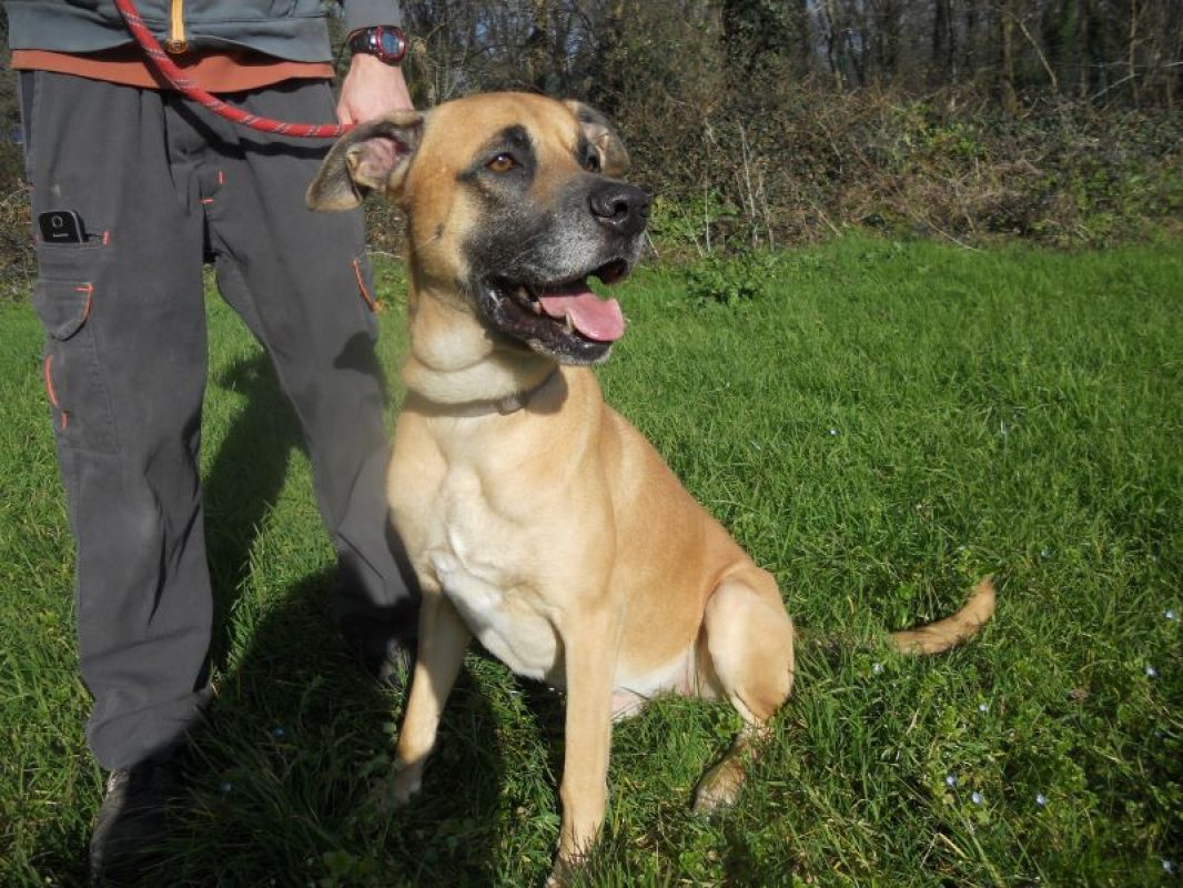 Stick - Chien à adopter - photo 6