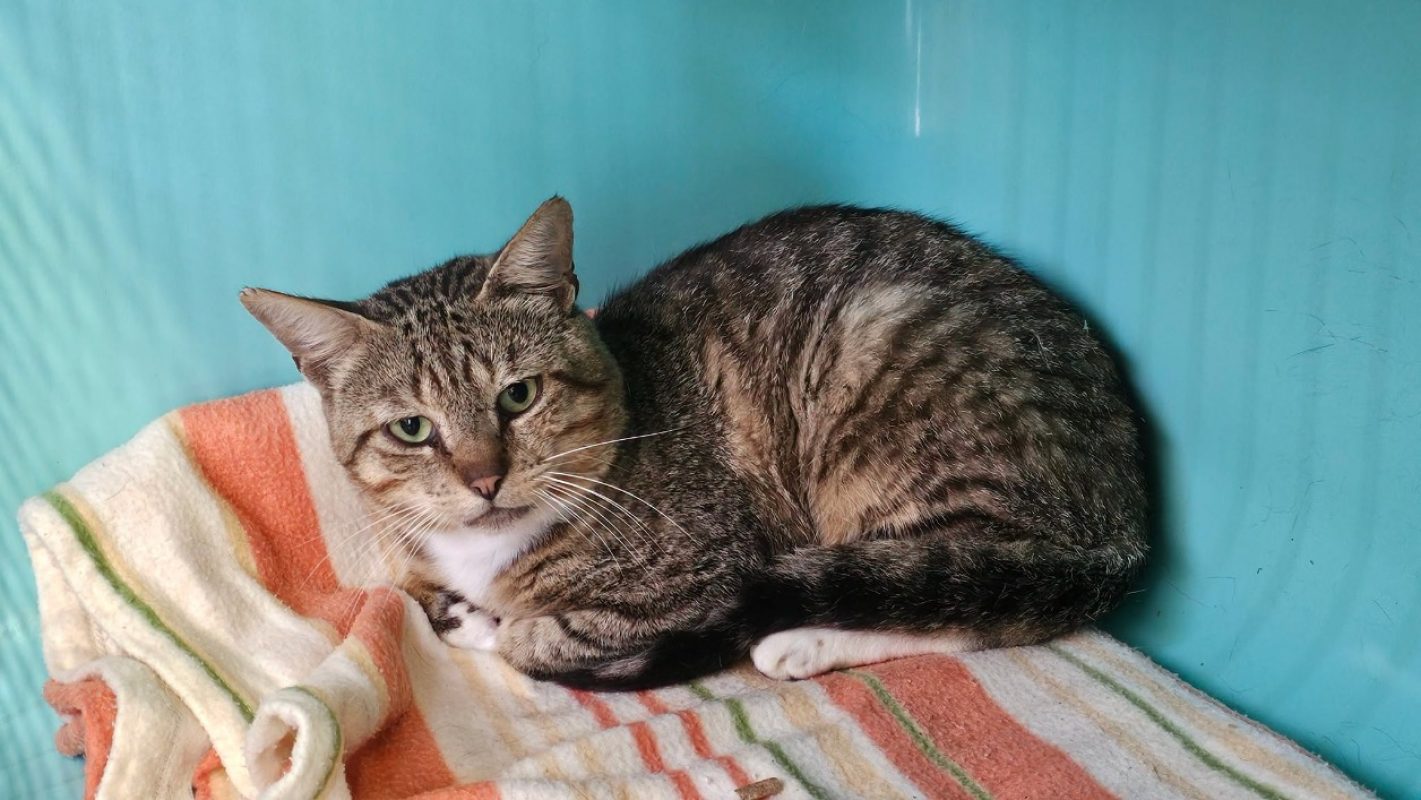 Albert - Chat Européen à adopter