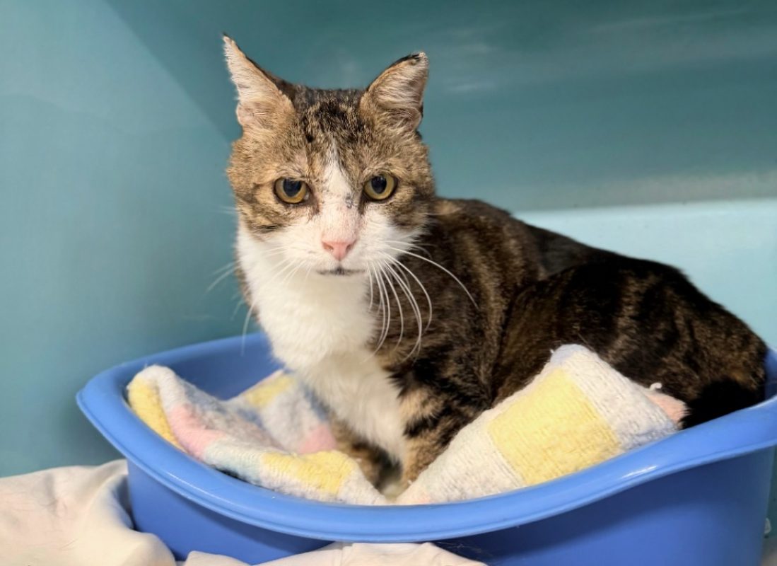 Michel - Chat Européen à adopter