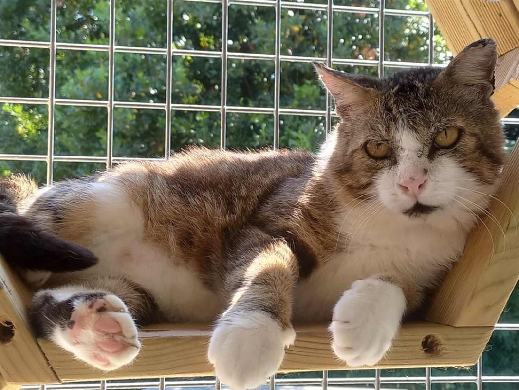 Michel - Chat Européen à adopter - photo 2