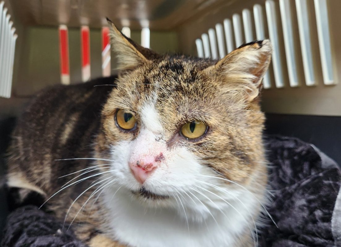 Michel - Chat Européen à adopter - photo 3
