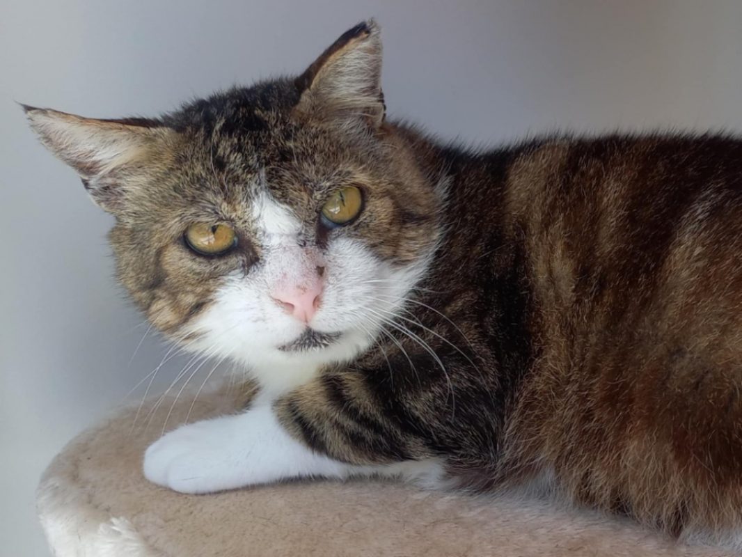 Michel - Chat Européen à adopter - photo 4