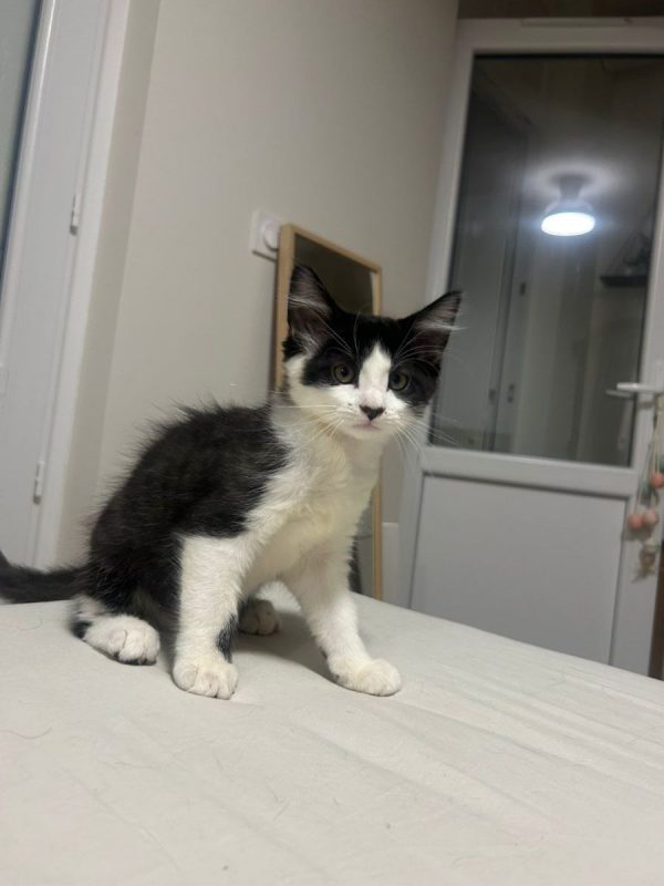 Bailey - Chat Européen à adopter