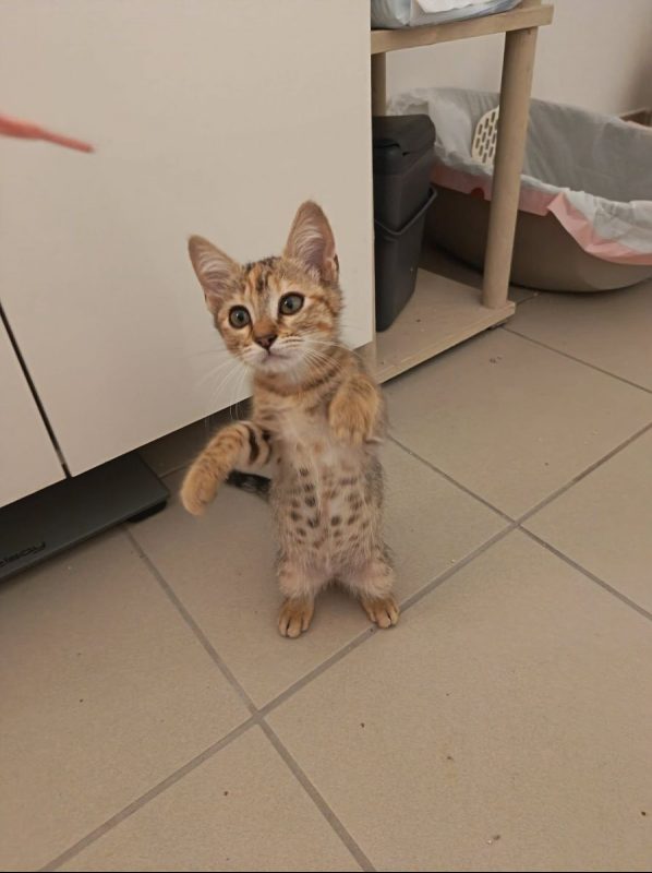 Bingo - Chat Européen à adopter - photo 2