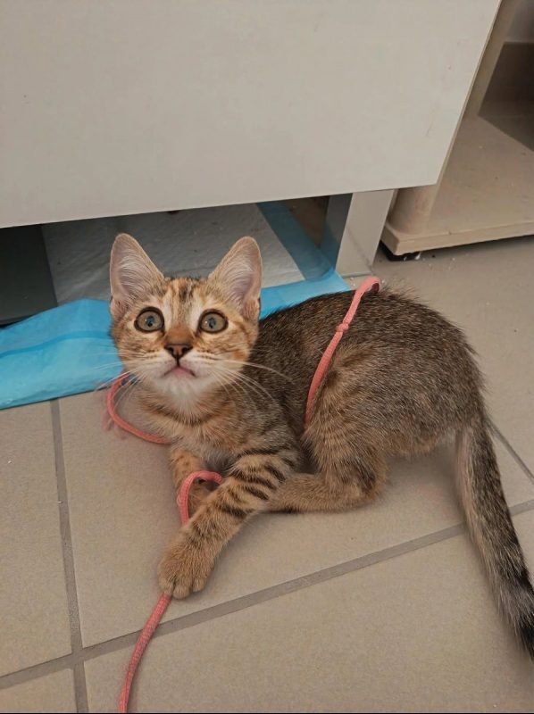 Bingo - Chat Européen à adopter