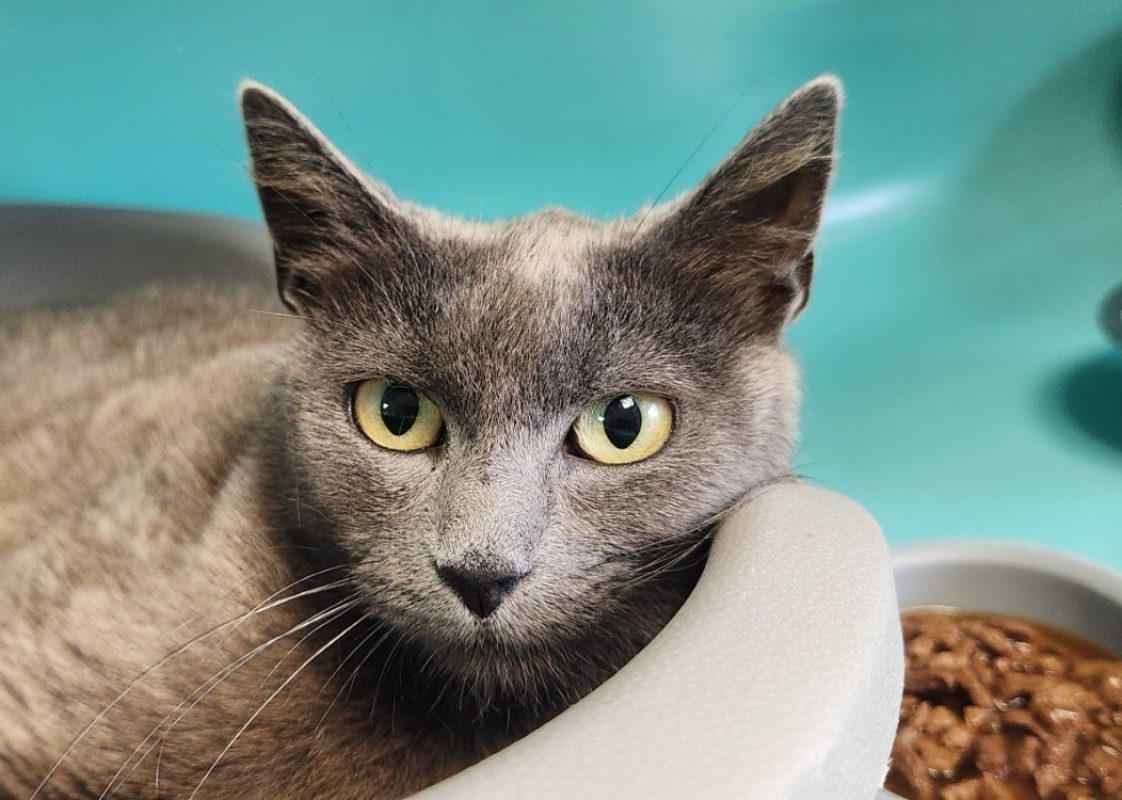 Daenerys - Chat Européen à adopter