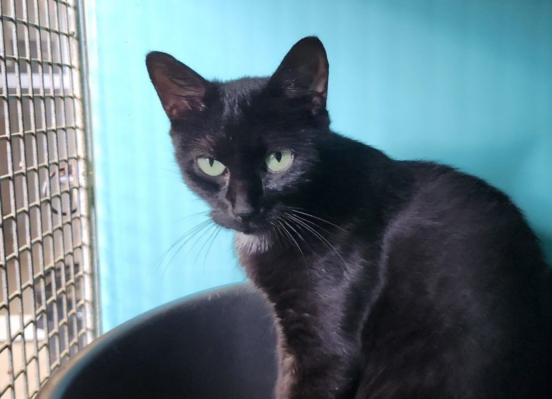 Arya - Chat Européen à adopter