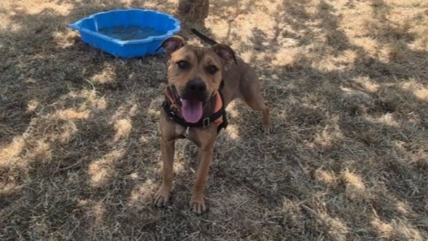 Percy - Chien à adopter