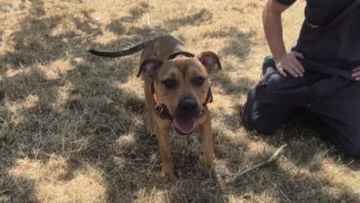 Percy - Chien à adopter - photo 2