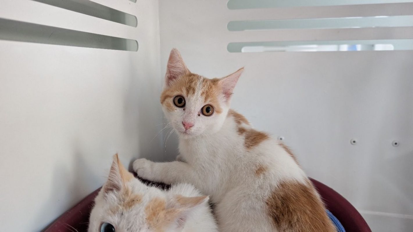 Moka - Chat Européen à adopter