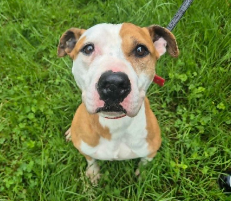 Nelo - Chien à adopter
