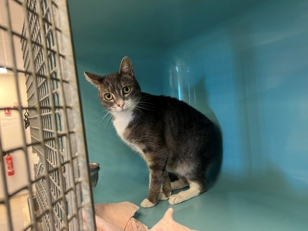 Zyna - Chat Européen à adopter