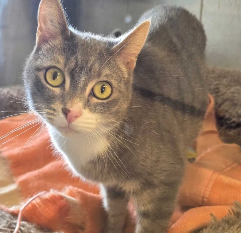 Zyna - Chat Européen à adopter